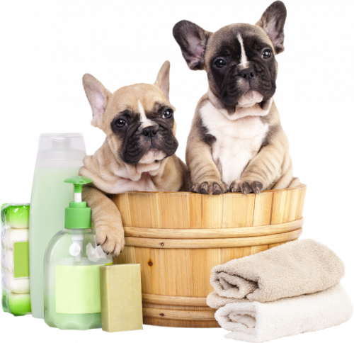 الحلاقة والعناية